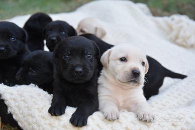 Labrador retriever