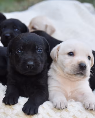 Labrador retriever