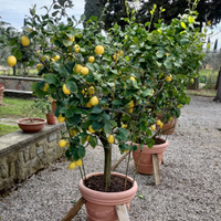 Agrumi pianta vera Limone Citrus ventennale vaso