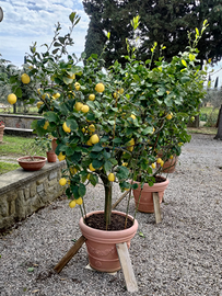 Agrumi pianta vera Limone Citrus ventennale vaso