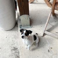 Cuccioli di JACK RUSSEL