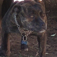 American Pitbull femmina black nose