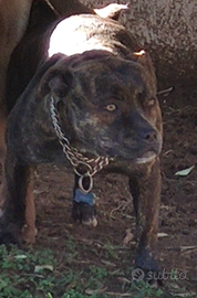 American Pitbull femmina black nose