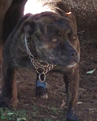 American Pitbull femmina black nose