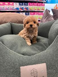 Maltipoo toy