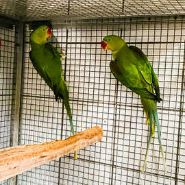 Parrocchetti grandi alessandrini anno 2025