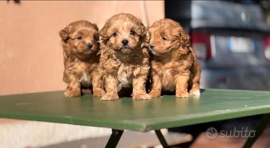 Cuccioli di Maltipoo Toy Coreani Red