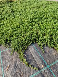 PRATO GRAMIGNONE SEMPRE VERDE LIPPIA 