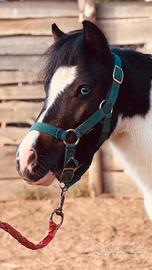 Pony pezzato
