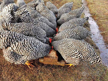 Ovaiole barred rock