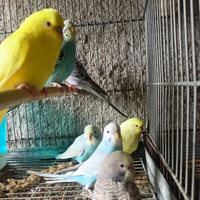 Pappagalli