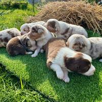 Cuccioli Pastore Australiano RED MERLE