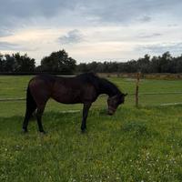 Cavallo monta americana