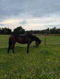 Cavallo monta americana