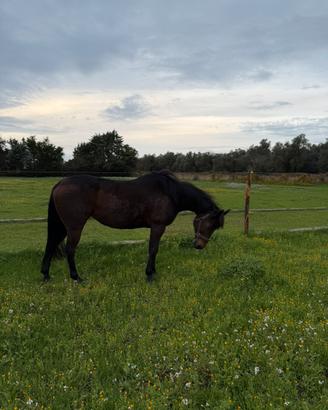 Cavallo monta americana
