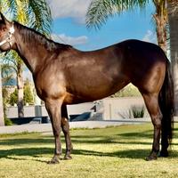 Cavalla QUARTER HORSE 8 anni