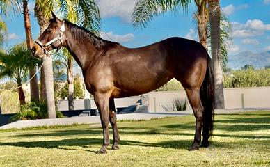Cavalla QUARTER HORSE 8 anni