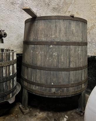 Tino di castagno