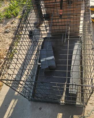  Kennel per cani