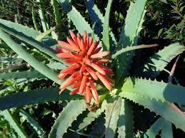 aloe arborescens do oltre 10 anno