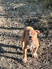Cucciole pitbull