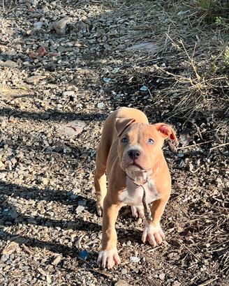 Cucciole pitbull
