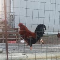 Gallo