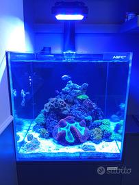Acquario Marino Aqpet Kubic 50x50x50