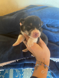 Welsh corgi Pembroke pedigree ENCI