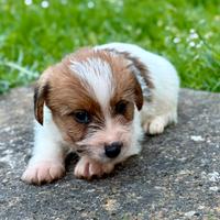 Jack Russell a pelo ruvido