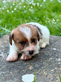 Jack Russell a pelo ruvido