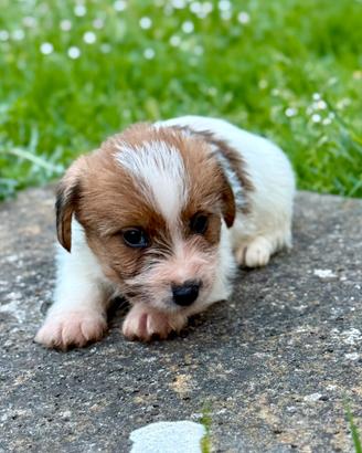 Jack Russell a pelo ruvido