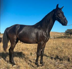 Murgese