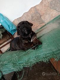 Cuccioli cane corso