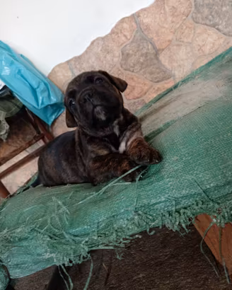Cuccioli cane corso