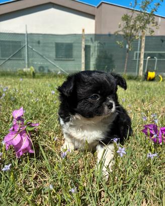 Cucciola chihuahua