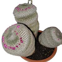 pianta grassa vigorosa di grandi dimensioni