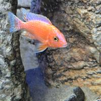 Aulonocara red dragon