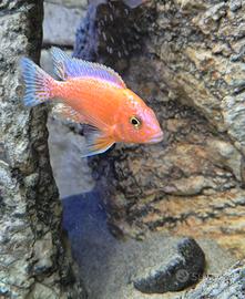 Aulonocara red dragon