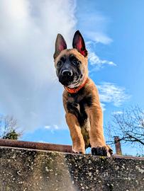 Ultimo cucciolo Malinois