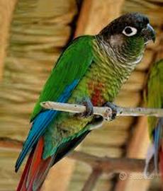Parrocchetto guancia verde