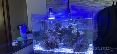 acquario marino 60 l completo