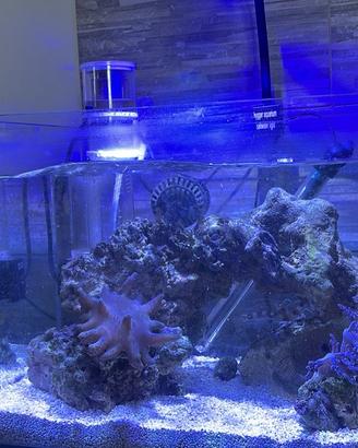 acquario marino 60 l completo