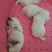 West highland white terrier pedigree enci