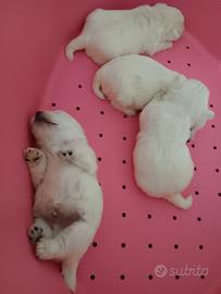 West highland white terrier pedigree enci