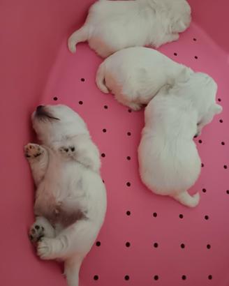 West highland white terrier pedigree enci