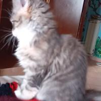 Cuccioli maine coon