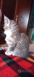 Cuccioli maine coon