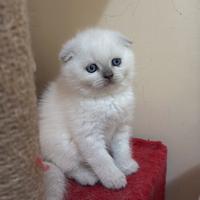 Cucciolo di gatto Scottish Fold e Straight