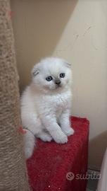 Cucciolo di gatto Scottish Fold e Straight